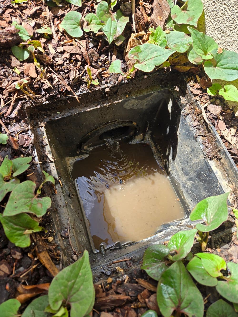 Water pooling in a drainage pit surrounded by green ground cover plants.