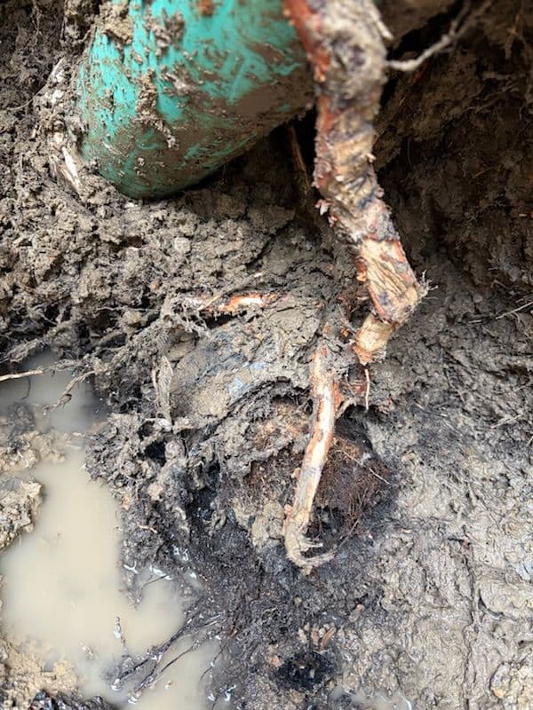 Gallery photos for Root Infestation Solved with Sewer Line Repair in Manchester: Image #1